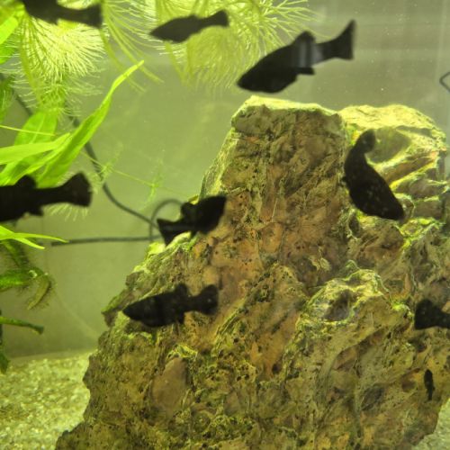 Black molly