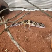 Gecko léopard #1