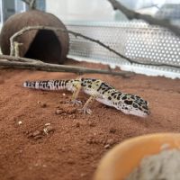 Gecko léopard