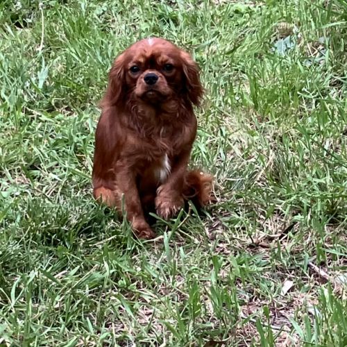 Jeune male cavalier king charles lof ruby #3