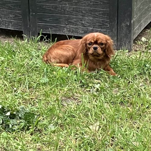 Jeune male cavalier king charles lof ruby #4