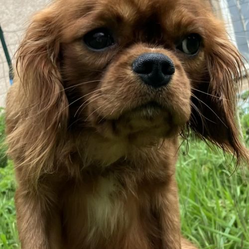 Jeune male cavalier king charles lof ruby #5