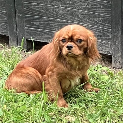Jeune male cavalier king charles lof ruby #7