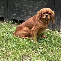 Jeune male cavalier king charles lof ruby