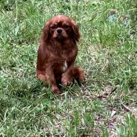 Jeune male cavalier king charles lof ruby #3