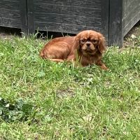 Jeune male cavalier king charles lof ruby #4