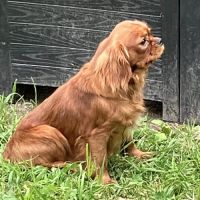 Jeune male cavalier king charles lof ruby #6