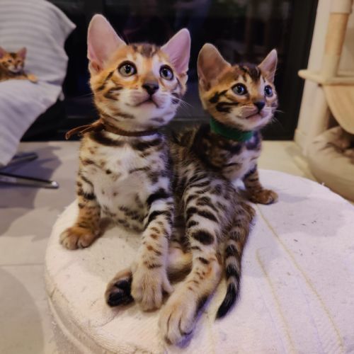 2 mâles bengals