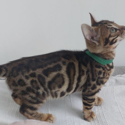 2 mâles bengals #2