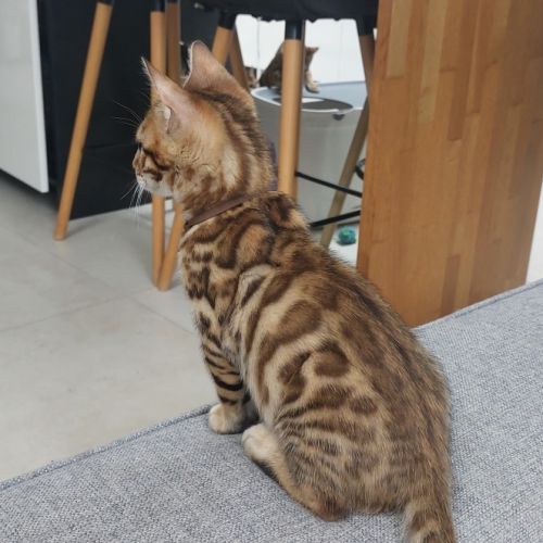 2 mâles bengals #3