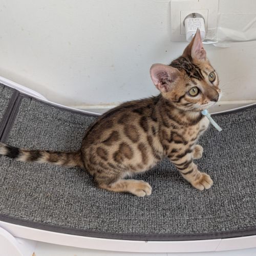 3 chatons bengals loof #3