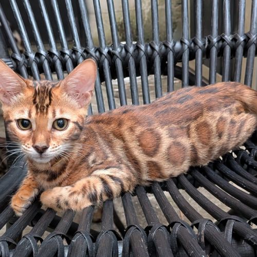 3 chatons bengals loof #4