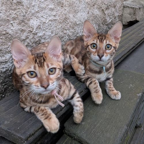 3 chatons bengals loof