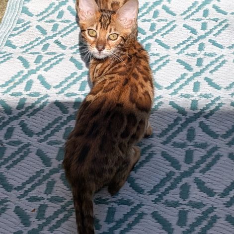 3 chatons bengals loof #8