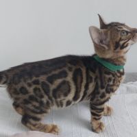 2 mâles bengals #2