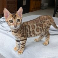 3 chatons bengals loof #2