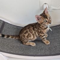 3 chatons bengals loof #3