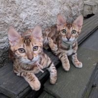 3 chatons bengals loof