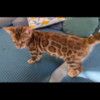 3 chatons bengals loof #6