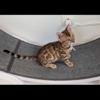 3 chatons bengals loof #7