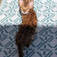 3 chatons bengals loof #8