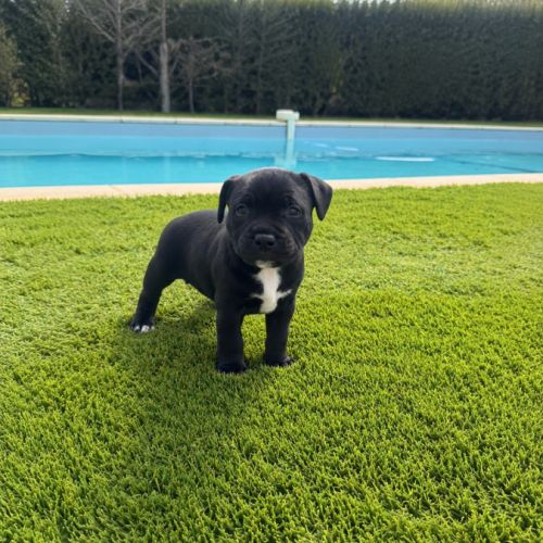 Chiots staffie lof #1