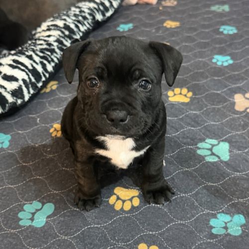 Chiots staffie lof #2