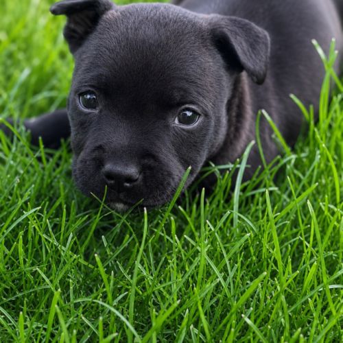 Chiots staffie lof