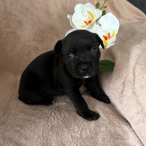 Chiots staffie lof #3