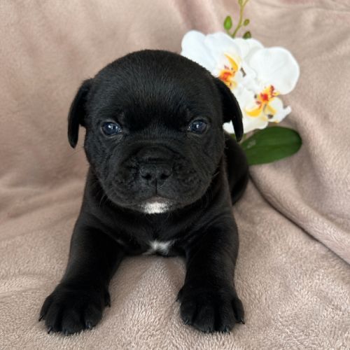 Chiots staffie lof #0
