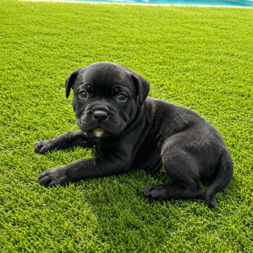 Chiots staffie lof #5