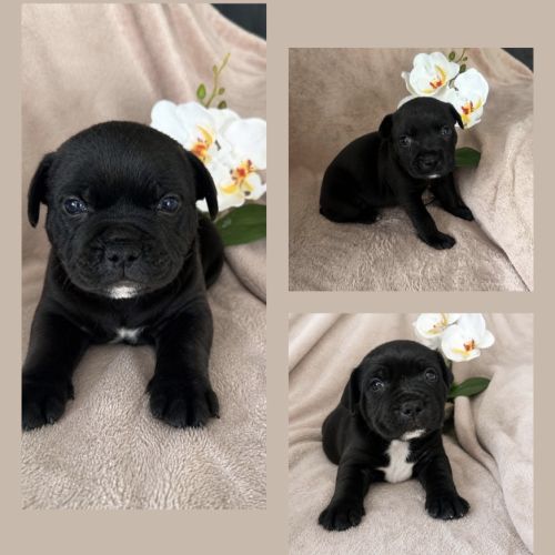Chiots staffie lof #9