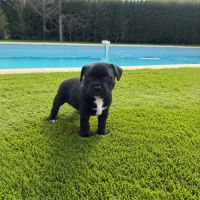 Chiots staffie lof #1