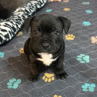 Chiots staffie lof #2