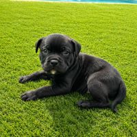 Chiots staffie lof #5