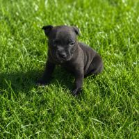 Chiots staffie lof #6