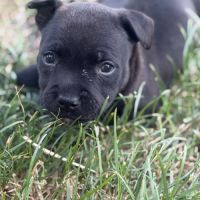 Chiots staffie lof #7