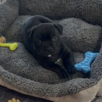 Chiots staffie lof #8