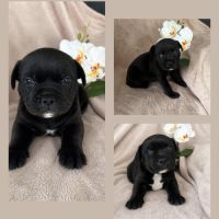 Chiots staffie lof #9