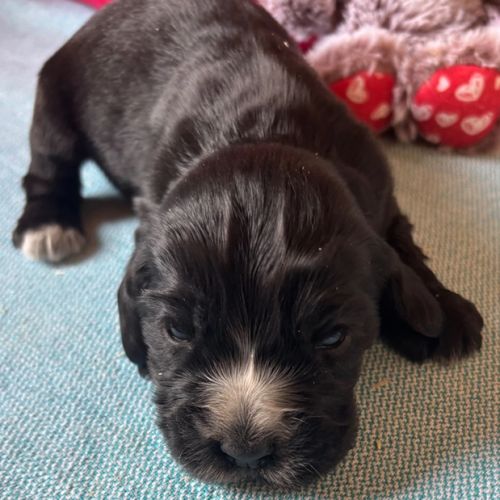 Cocker anglais chiots lof 2 mois #1
