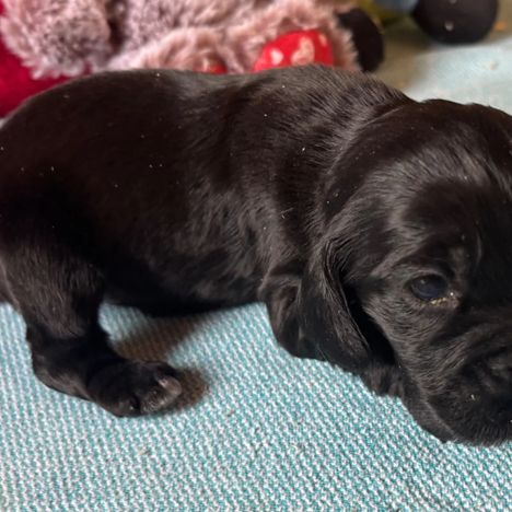 Cocker anglais chiots lof 2 mois #2