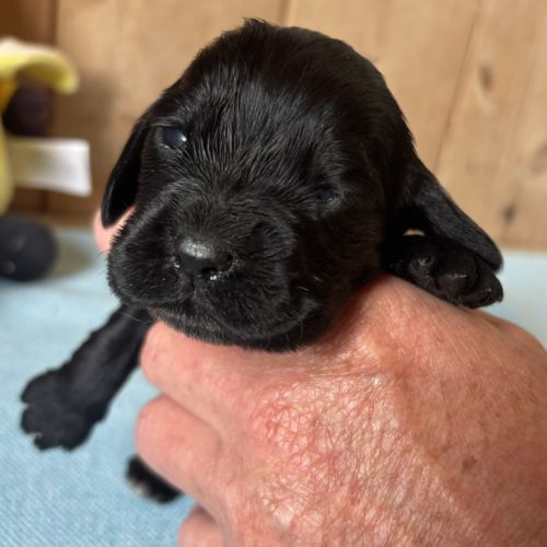 Cocker anglais chiots lof 2 mois