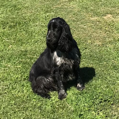 Cocker anglais chiots lof 2 mois #5