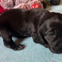Cocker anglais chiots lof 2 mois #2