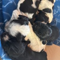 Cocker anglais chiots lof 2 mois #3