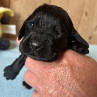 Cocker anglais chiots lof 2 mois #0