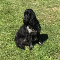 Cocker anglais chiots lof 2 mois #5