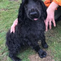 Cocker anglais chiots lof 2 mois #6