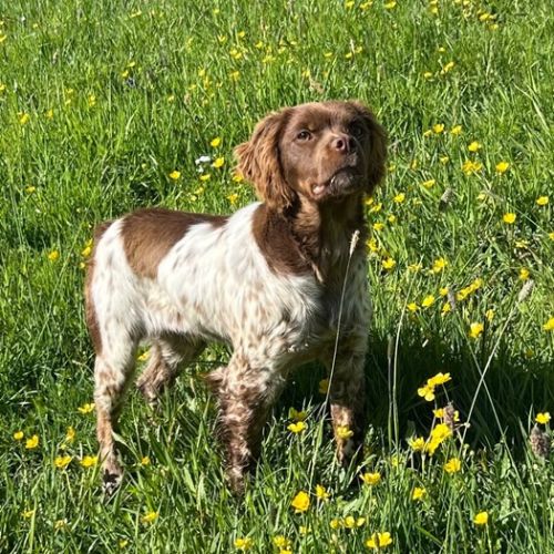 Epagneul breton chiots de 2 et 6 mois lof #1