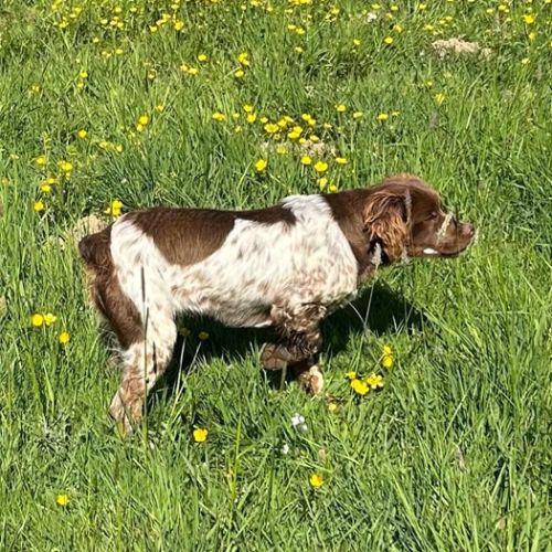 Epagneul breton chiots de 2 et 6 mois lof #2